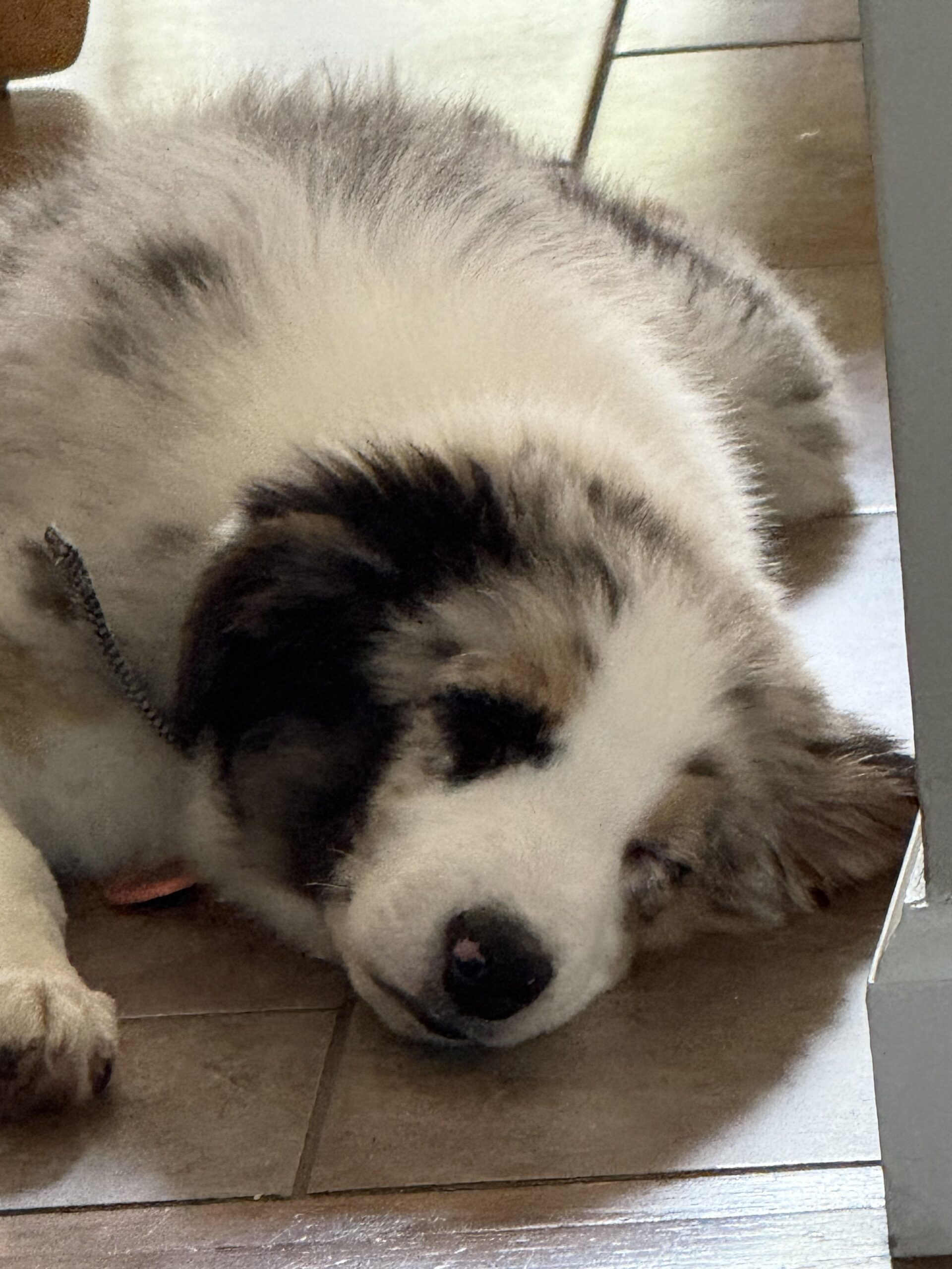 Calm Australian Shepherd resting indoors