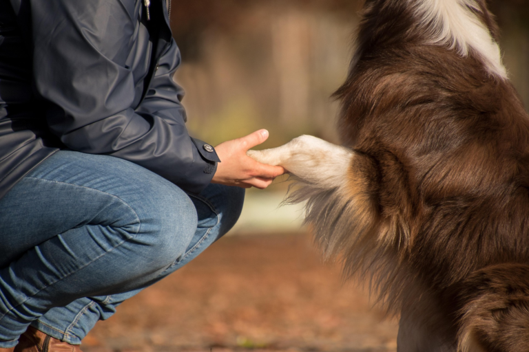 Australian Shepherd training session at home