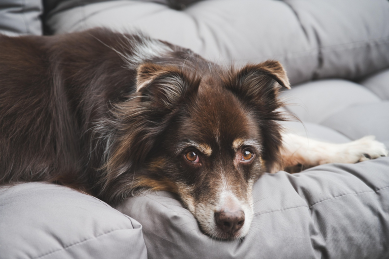 Australian Shepherd calm at home alone