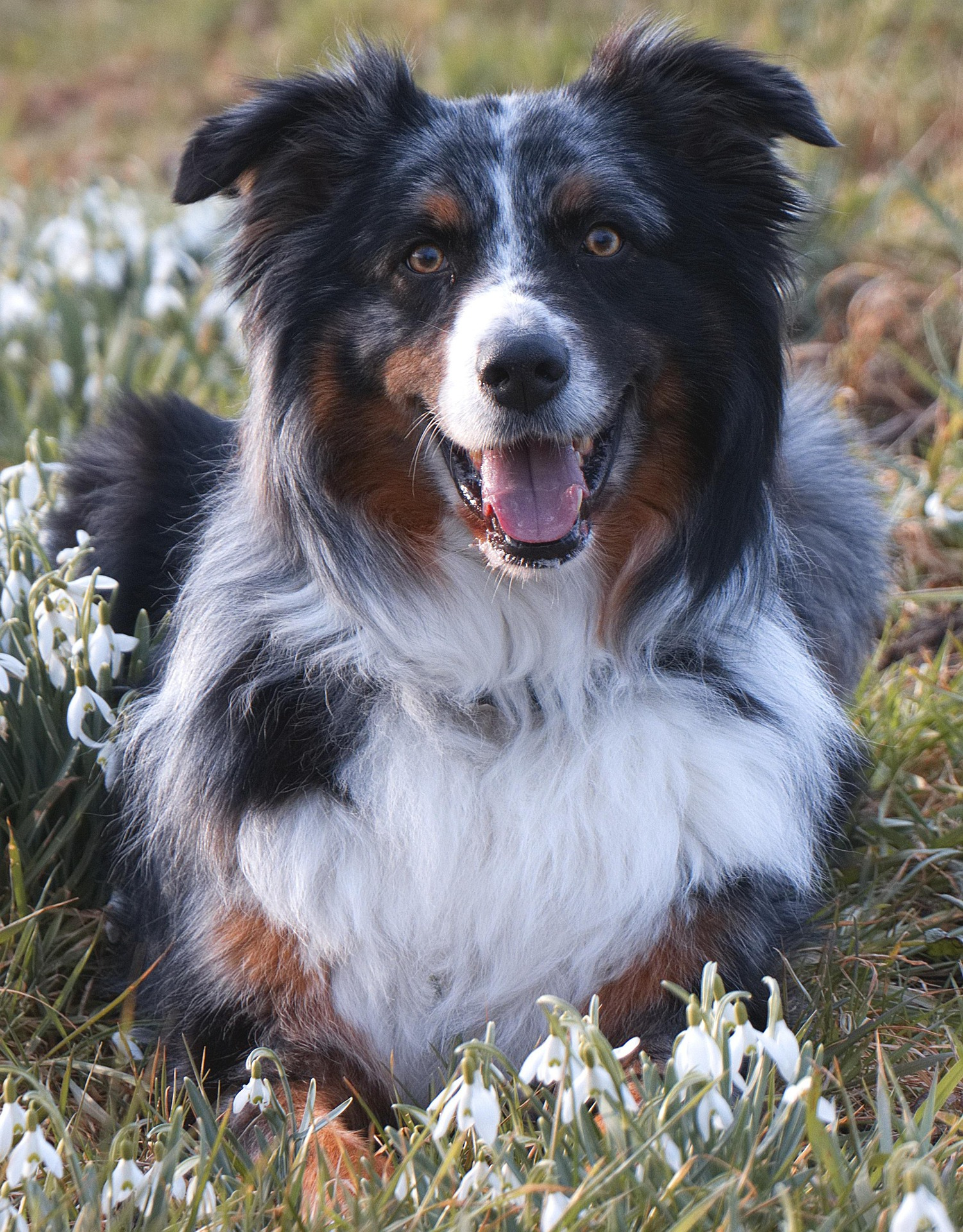 Australian Shepherd lying calmly at home