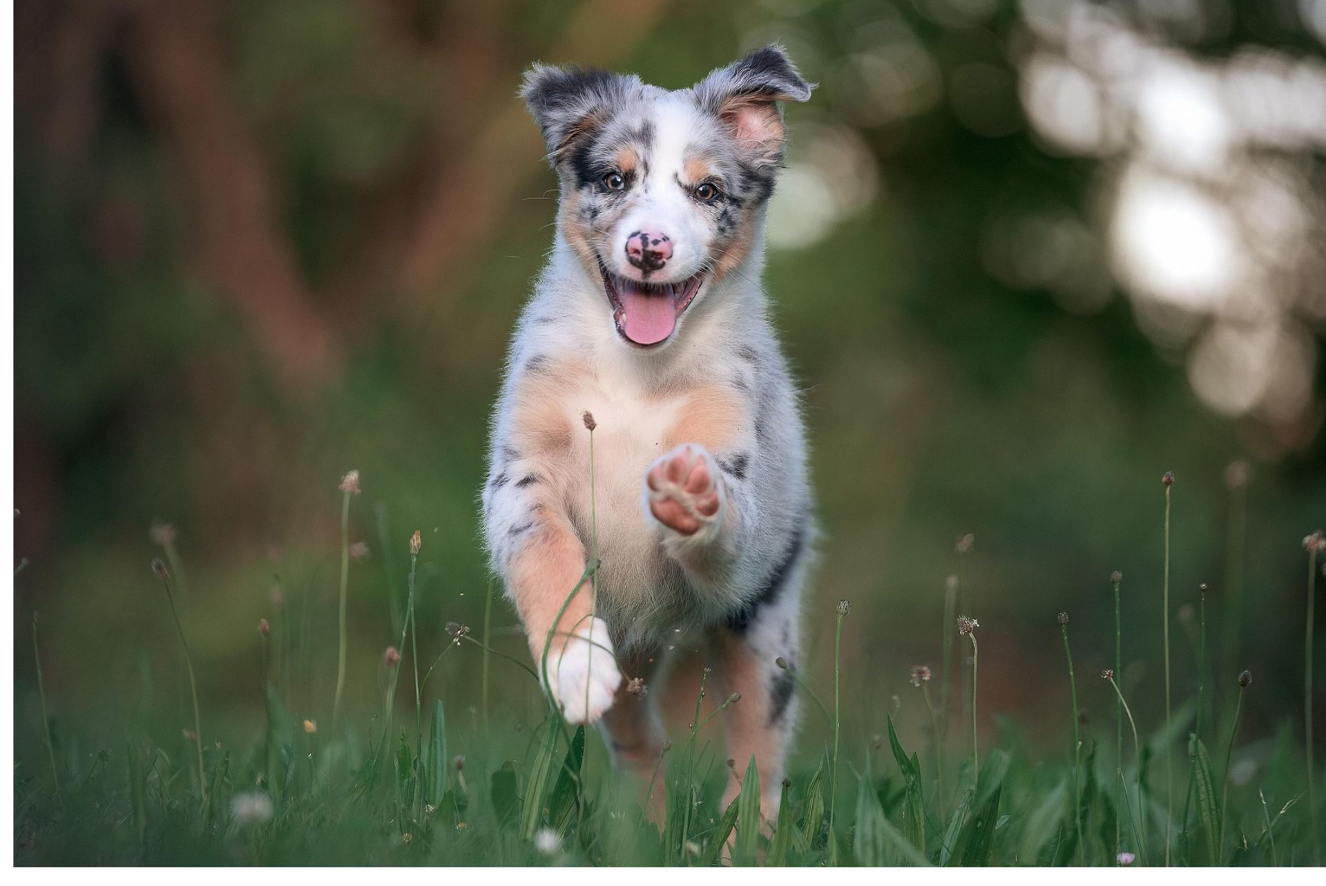 Learning how to train an Australian Shepherd to come when called is one of the most valuable skills you can teach your dog, especially for safety and off-leash control.