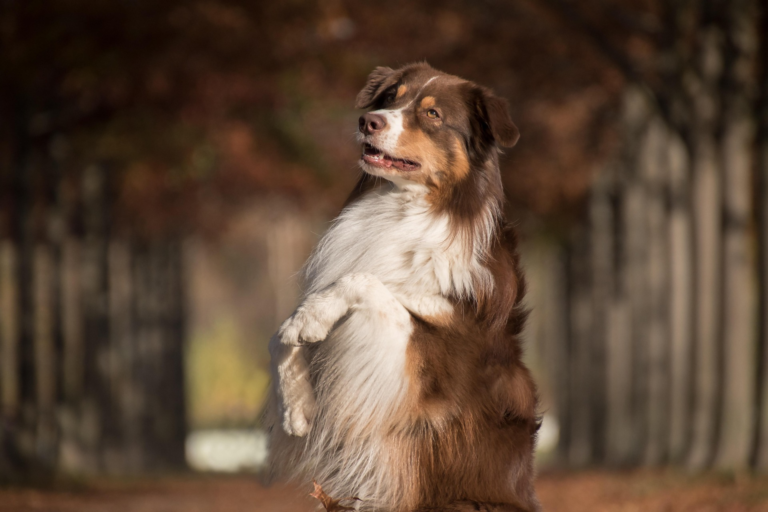 Australian Shepherd training session outdoors
