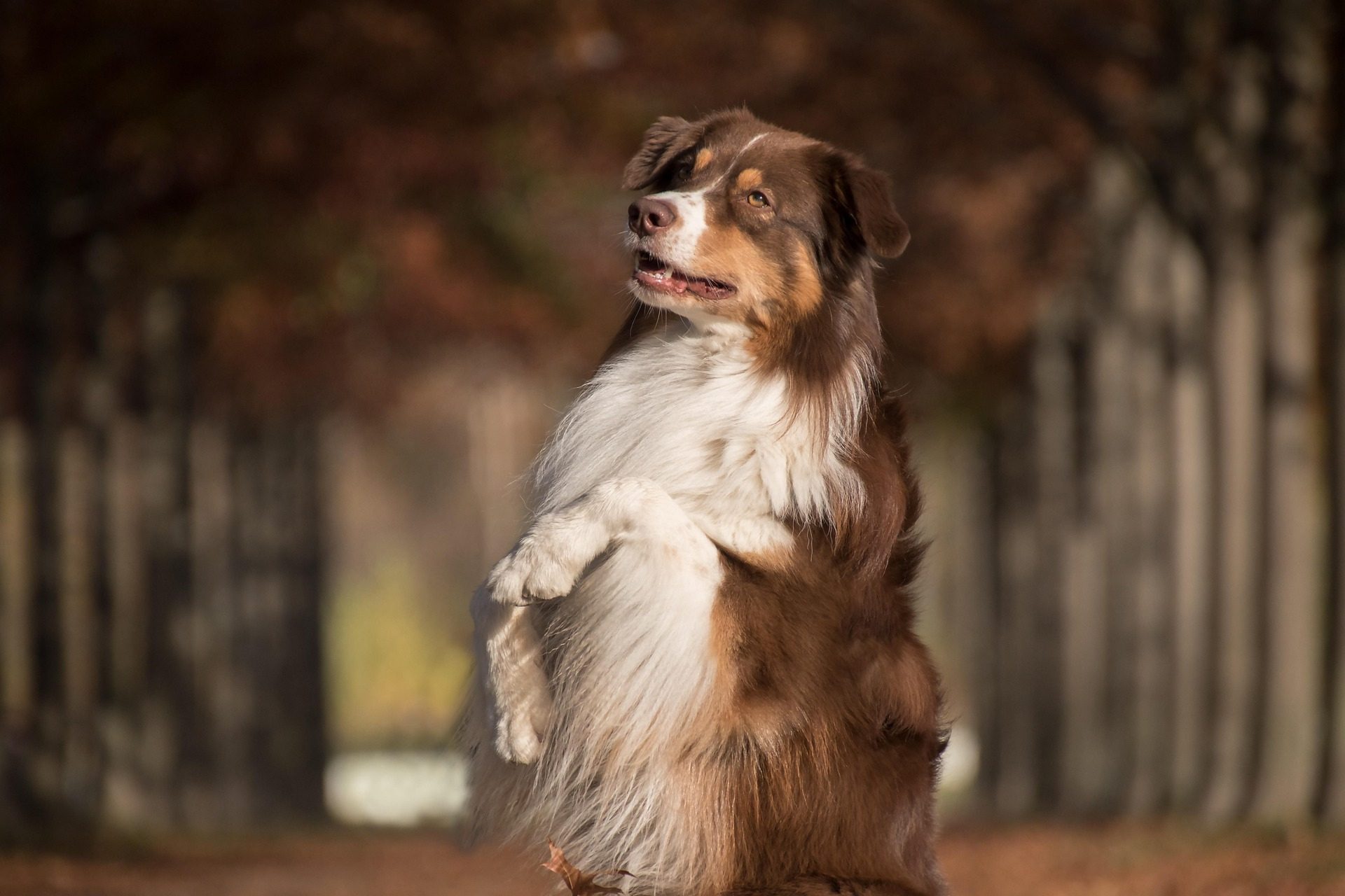 Australian Shepherd training session outdoors