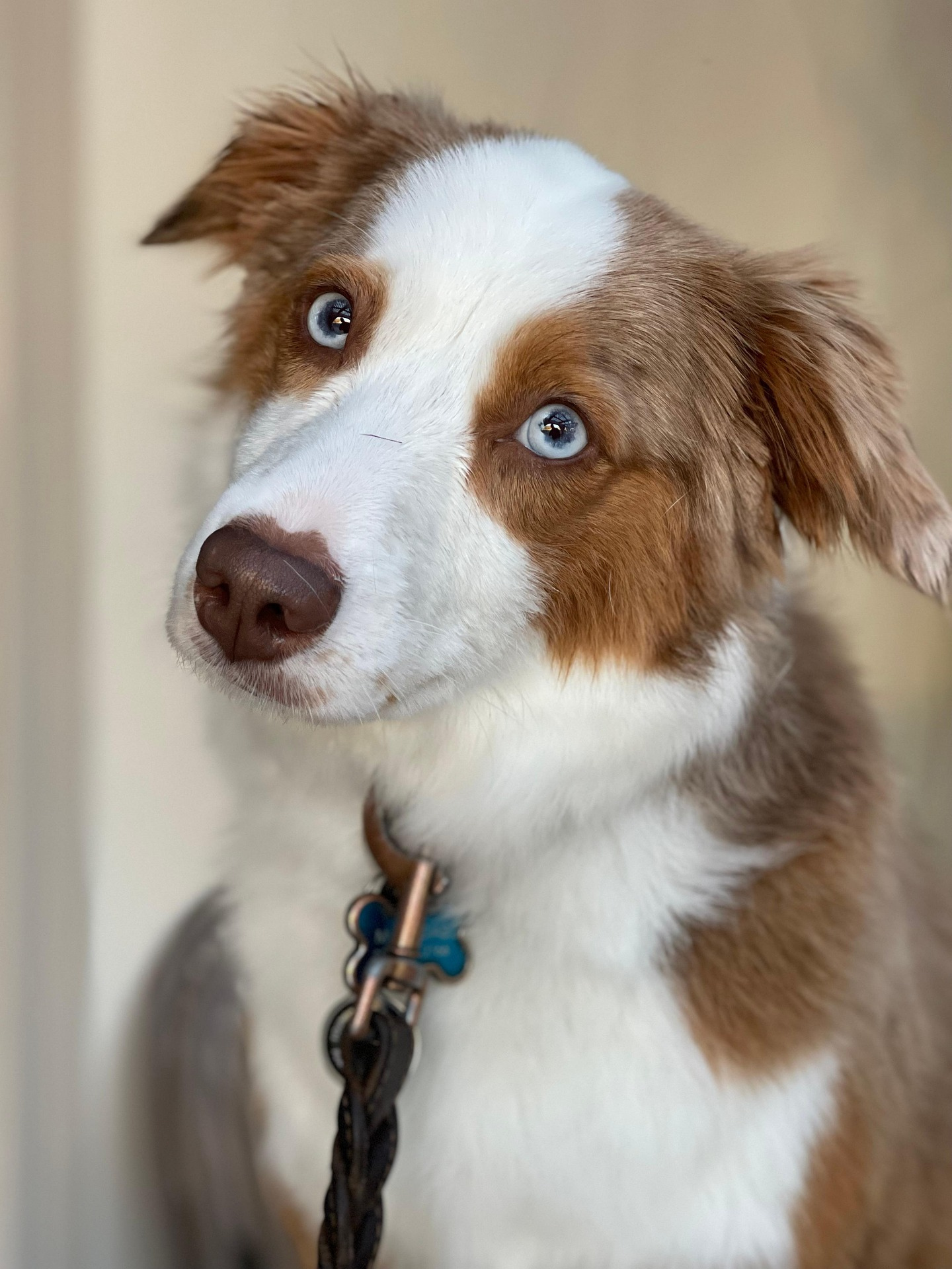 Australian Shepherd walking on a leash outdoors