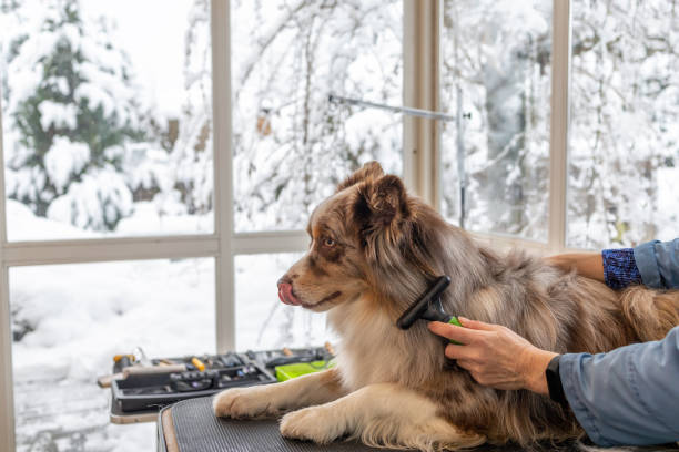 australian shepherd being brushed grooming routine