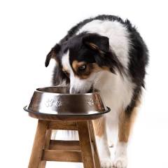 What Should Australian Shepherds Eat? (Complete Diet Guide)