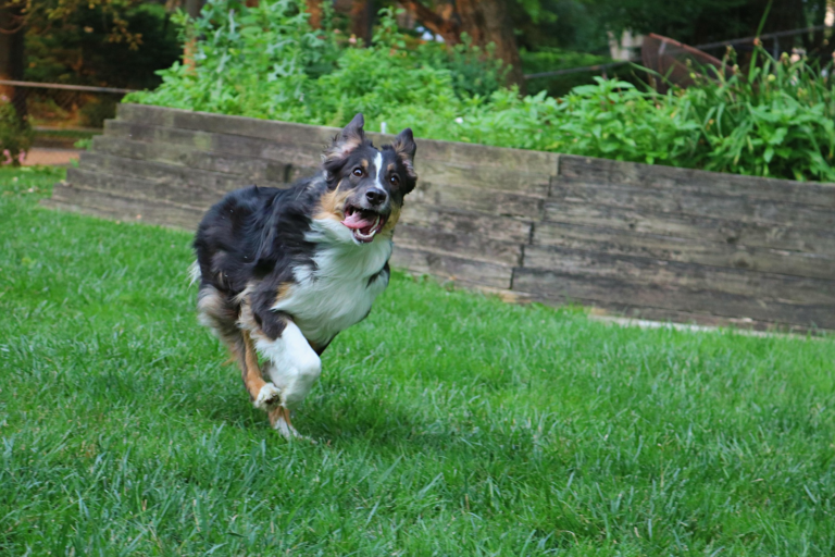 Australian Shepherd running and energetic outdoors