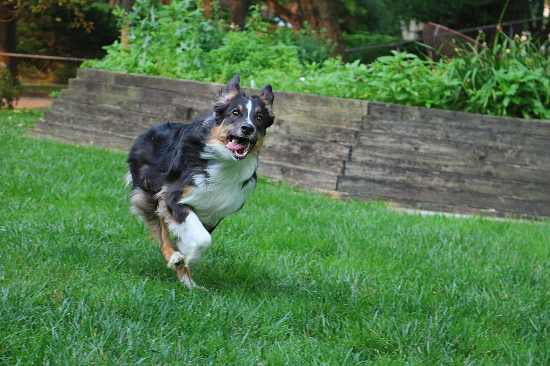 Australian Shepherd running and energetic outdoors