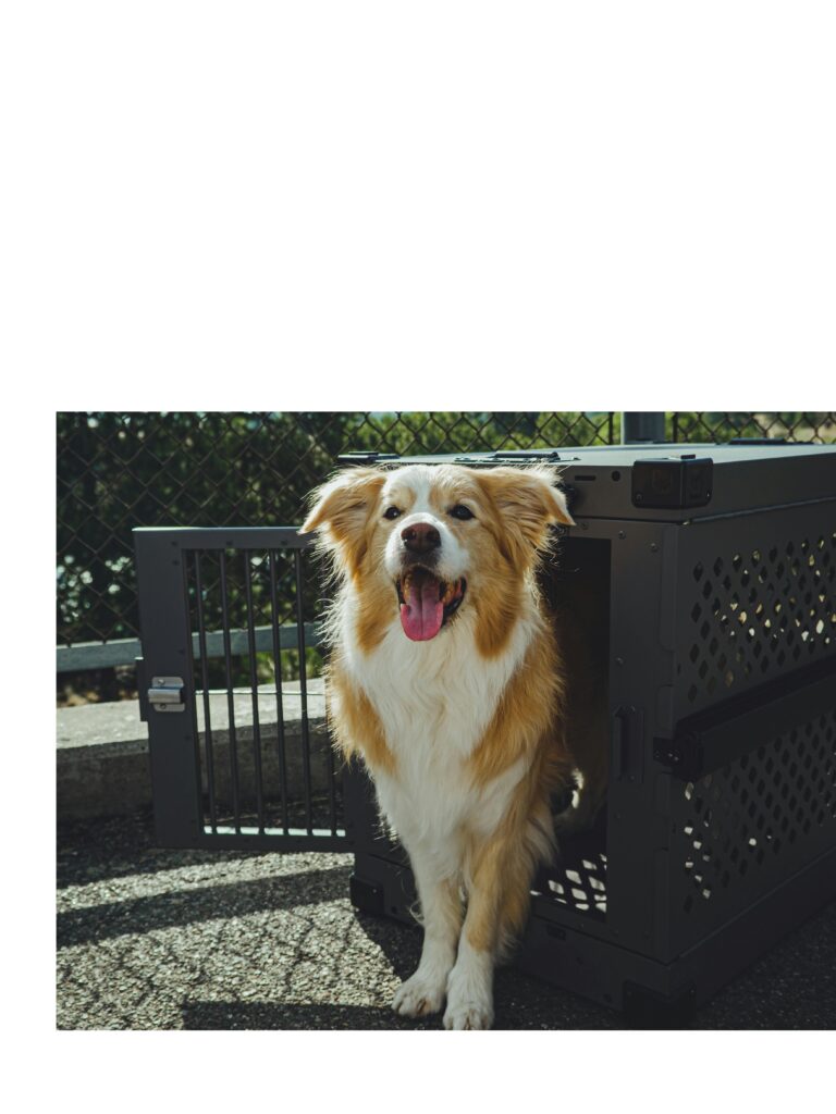 Australian Shepherd in dog crate