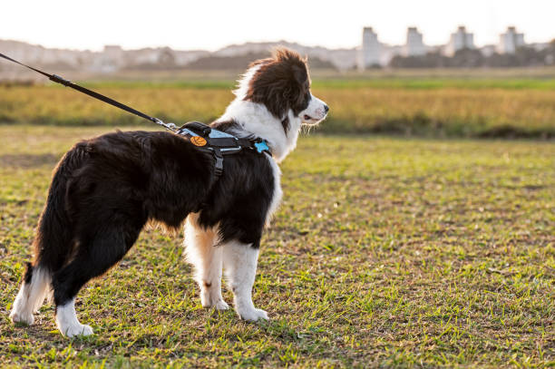 Australian Shepherd walking on a leash outdoors