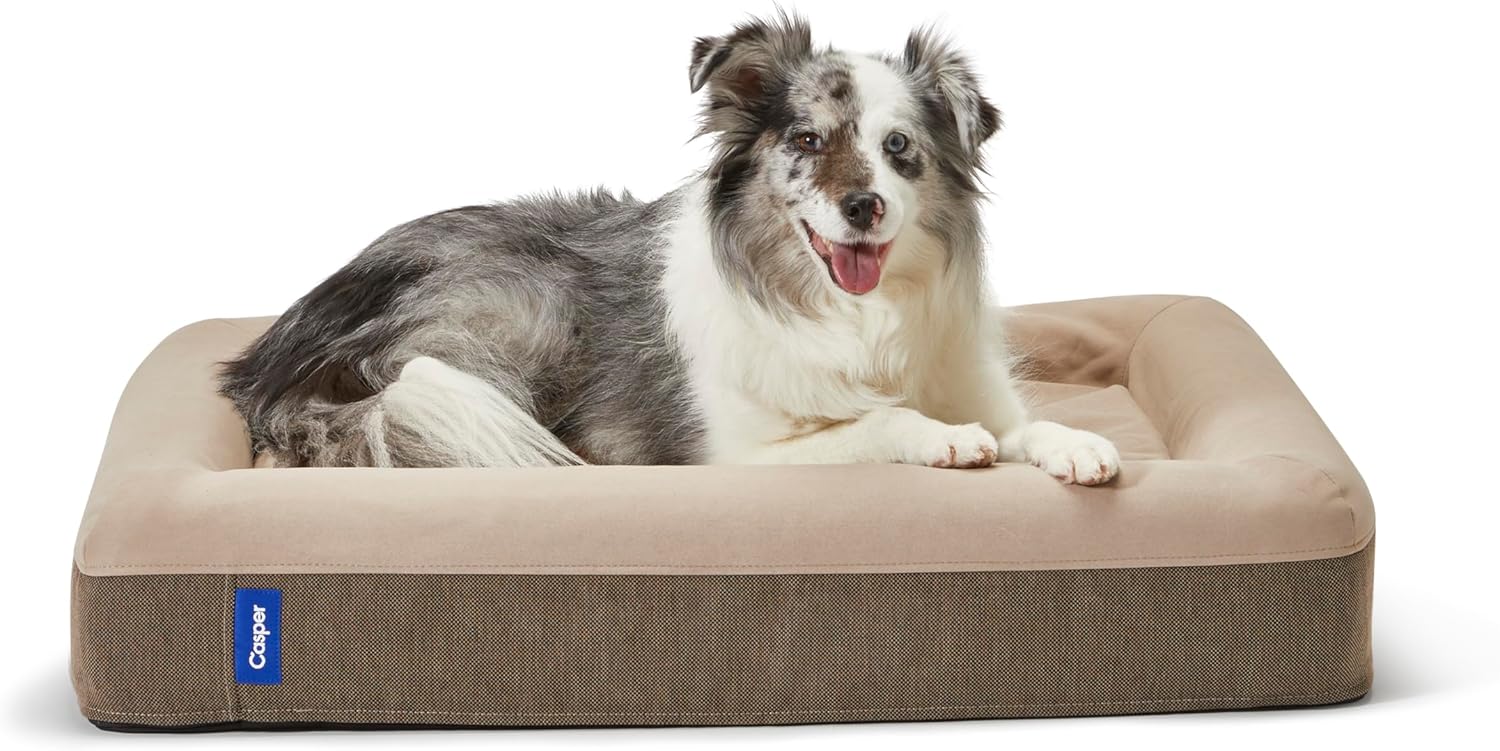 Australian Shepherd resting on comfortable dog bed