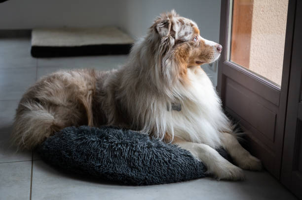australian shepherd lying on comfortable dog bed indoors
