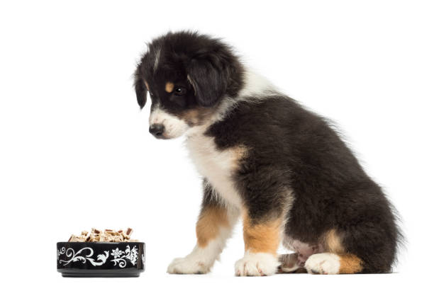 best dog food brands for australian shepherds feeding healthy diet