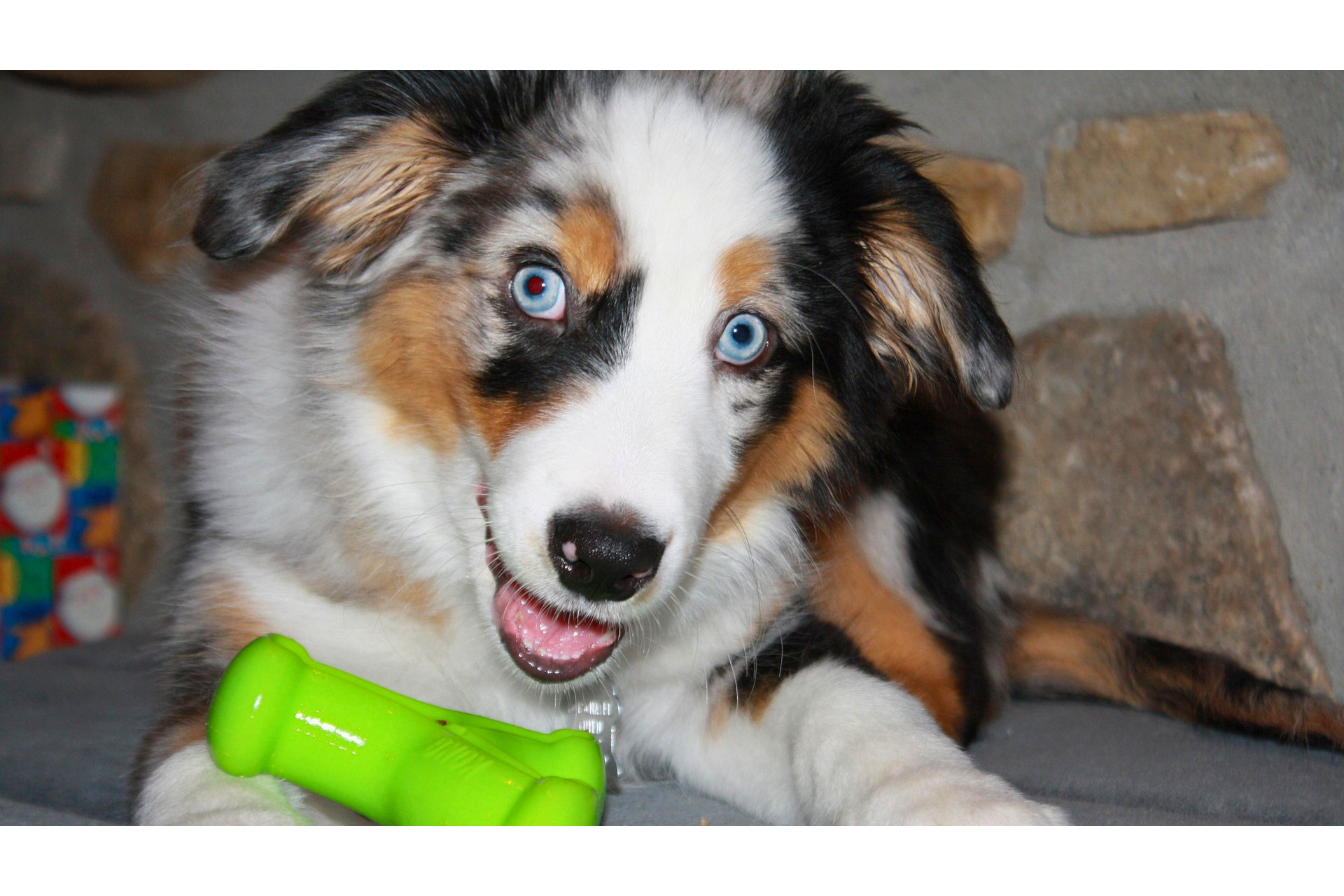 Australian Shepherd playing with interactive puzzle toy
