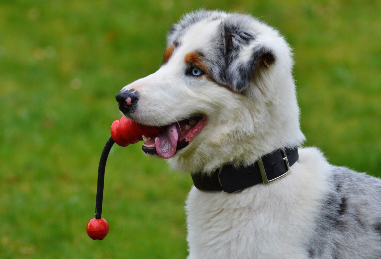 Australian Shepherd with owner outdoors