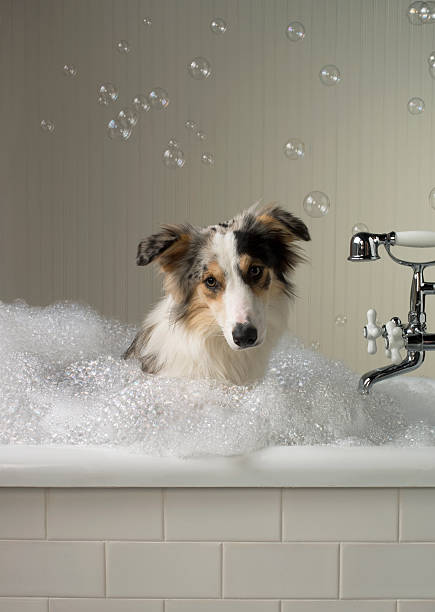australian shepherd bath grooming shampoo coat care