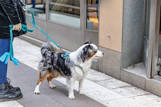 Australian Shepherd wearing a walking harness outdoors