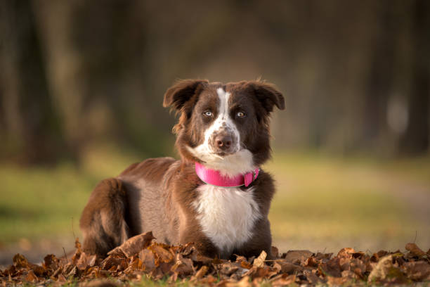 Australian Shepherd wearing a collar outside