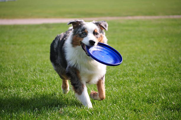 australian shepherd exercise running with frisbee in park