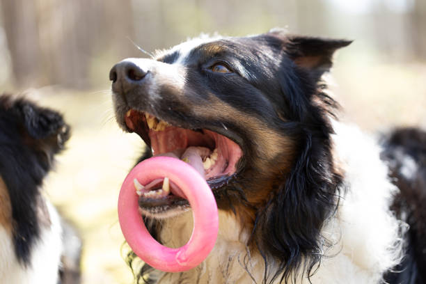 Australian Shepherd playing with toys outdoors
