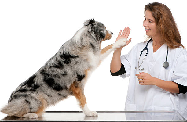 Australian Shepherd being checked for health by a veterinarian