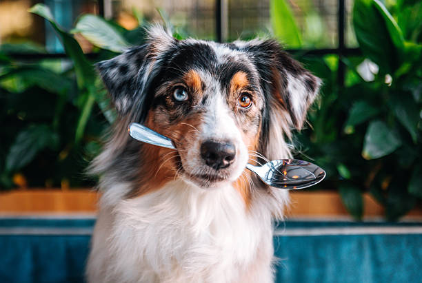 best food for australian shepherds feeding bowl
