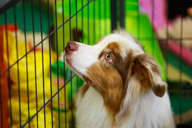 Australian Shepherd inside a comfortable dog crate for training and safety