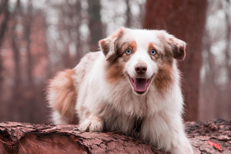 Australian Shepherd barking alert outdoors
