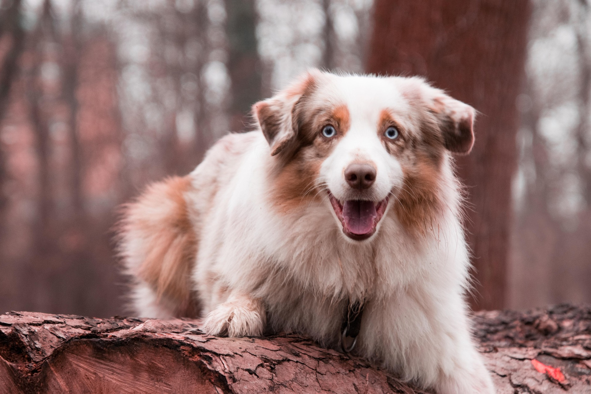 Australian Shepherd barking alert outdoors