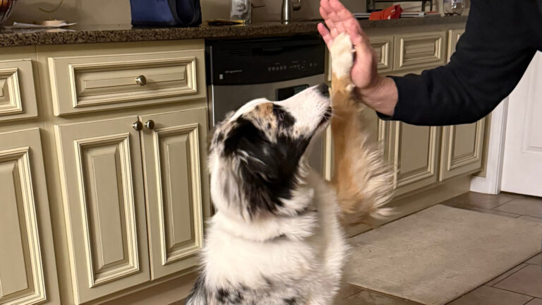 Bear the Australian Shepherd daily routine outdoors