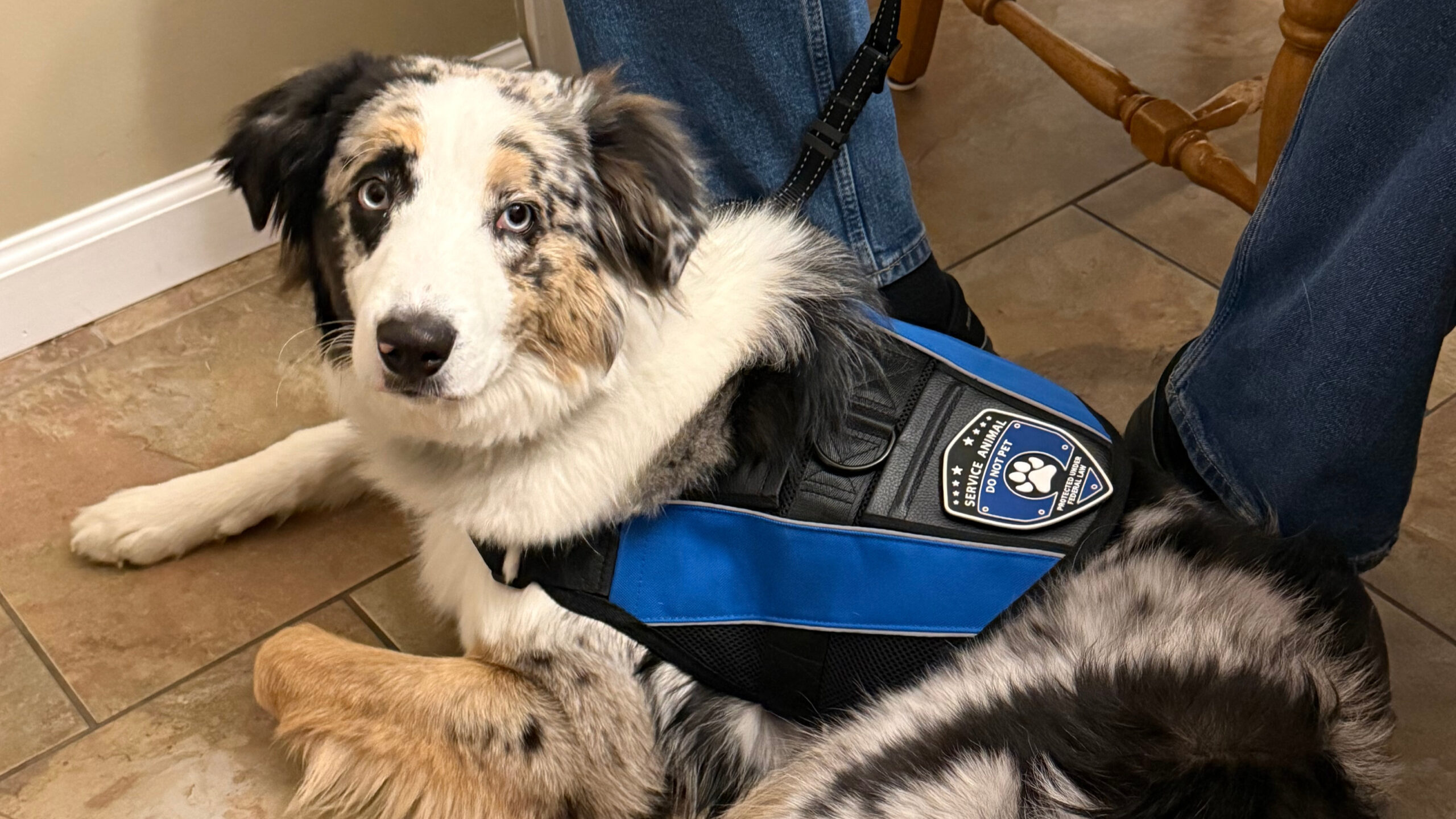 Bear the Australian Shepherd service dog sitting calmly in a public setting