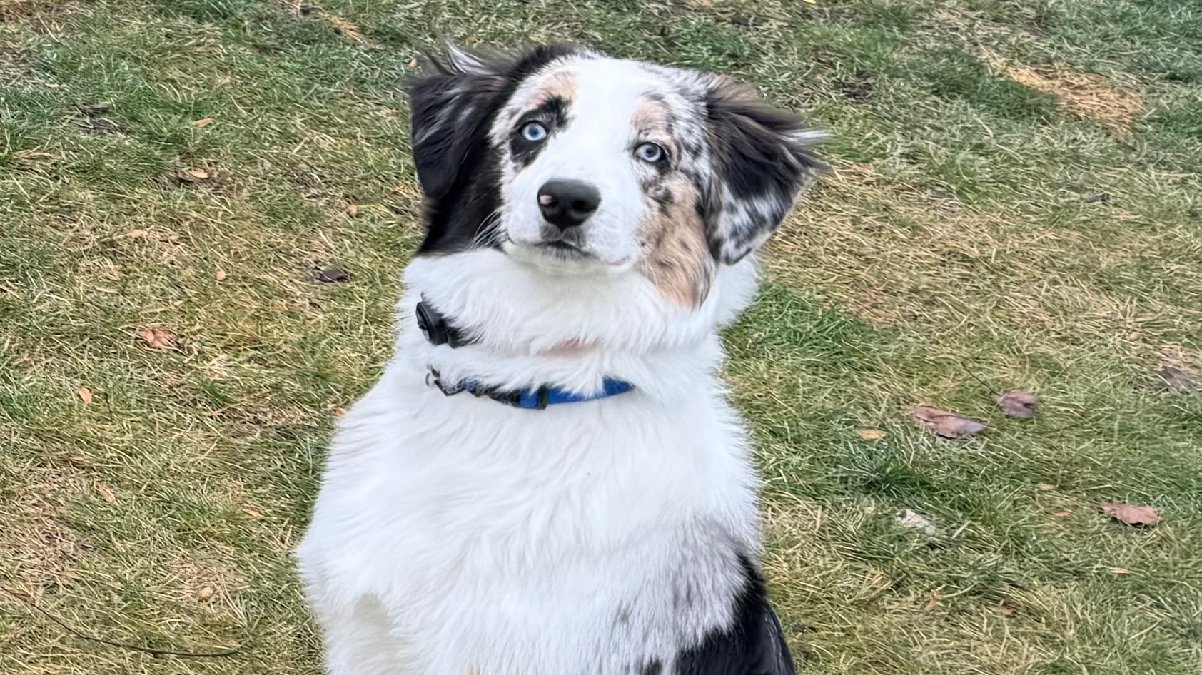 Bear the Australian Shepherd sitting and looking at the camera