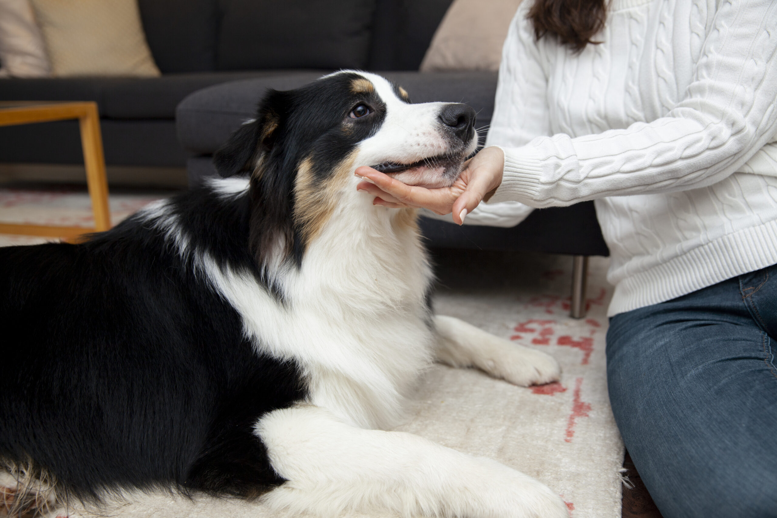 Australian Shepherd shedding thick double coat