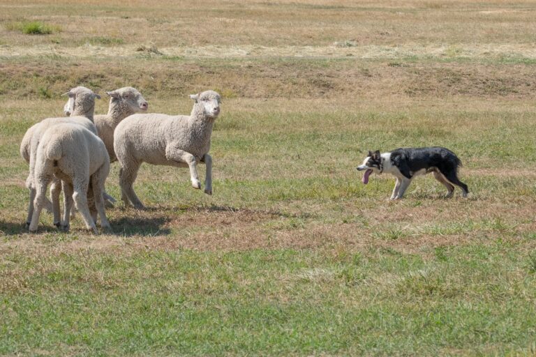 Australian Shepherd herding behavior instinct explanation
