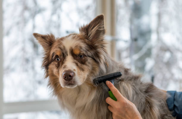 best brush for australian shepherd grooming coat care
