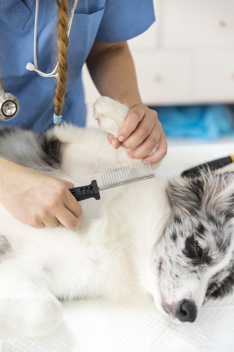 Australian Shepherd being brushed to reduce shedding
