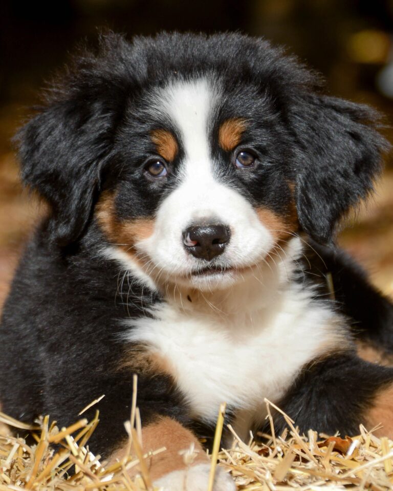 how to house train an australian shepherd puppy