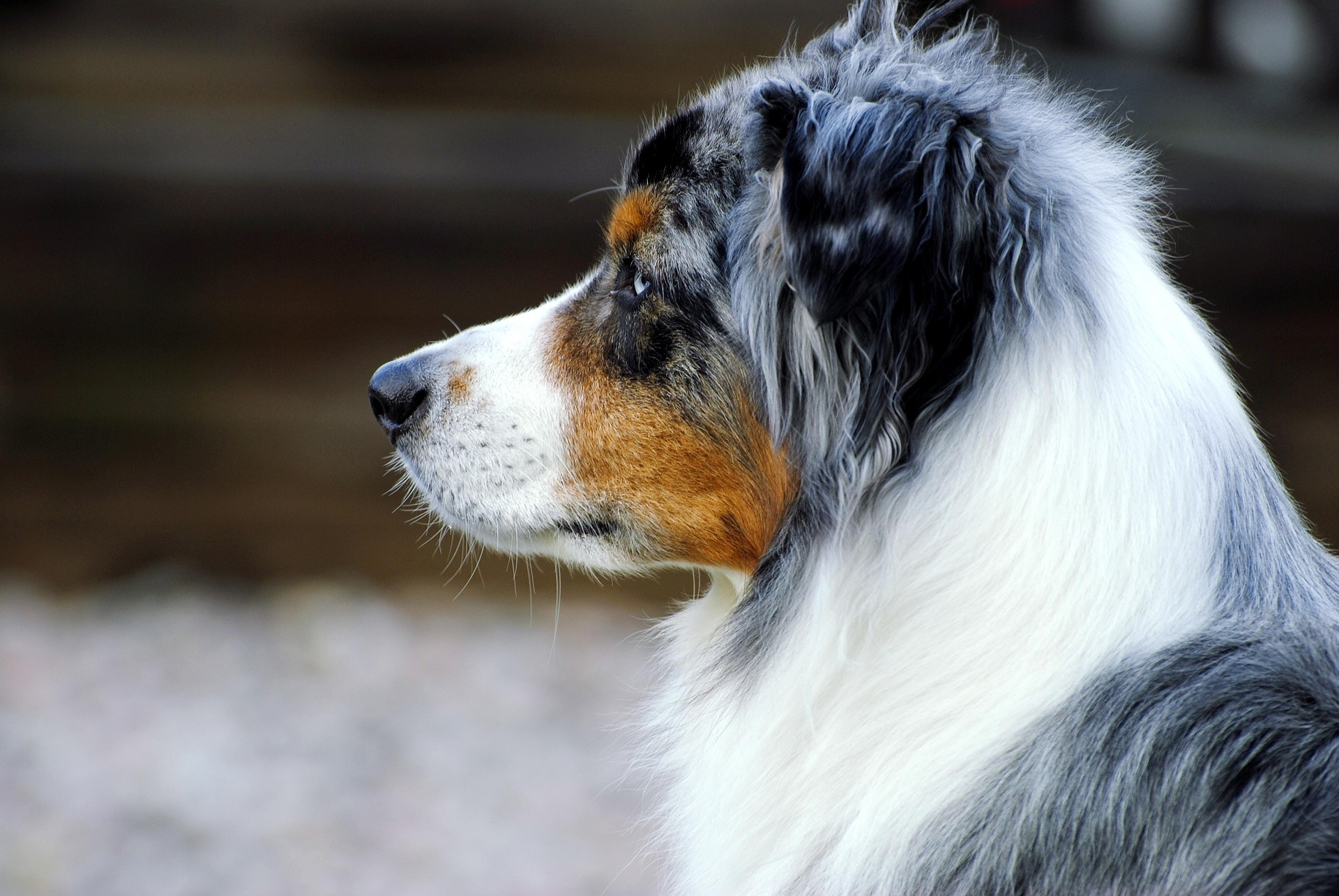 Australian Shepherd healthy adult dog outdoors