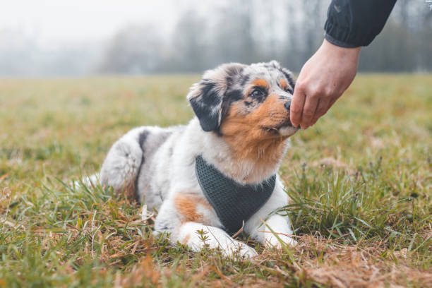 Australian-Shepherd-Puppy-Training