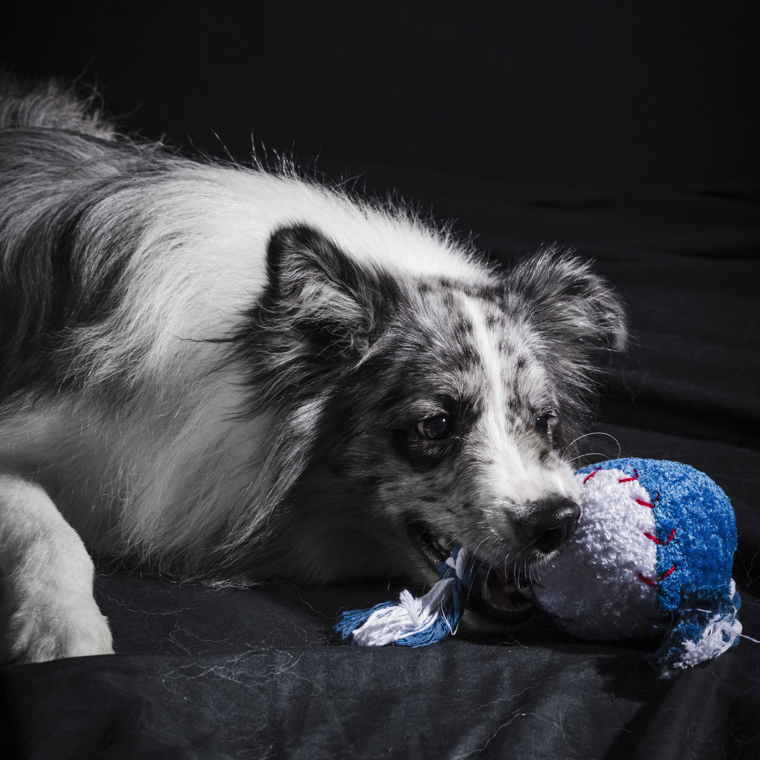 Australian Shepherd puppy biting toy during training