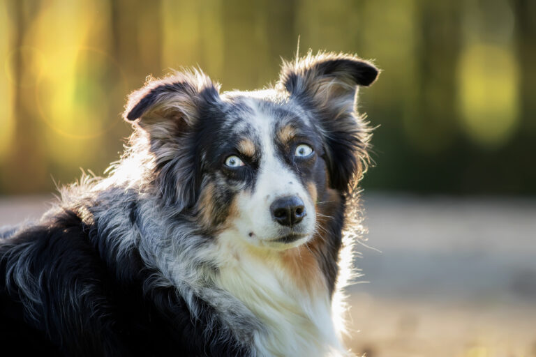 are Australian Shepherds protective behavior and temperament
