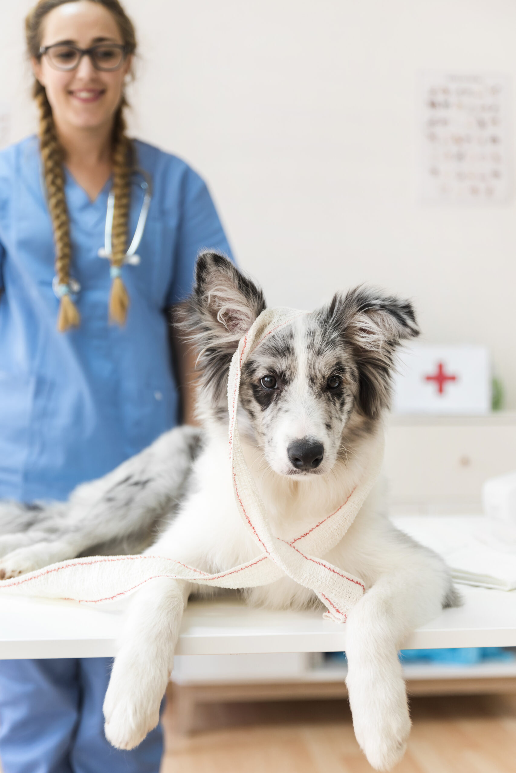 Australian Shepherd at vet check showing importance of genetic health testing