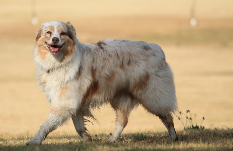 Australian Shepherd with naturally short tail standing outdoors