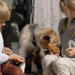 australian shepherd playing with children