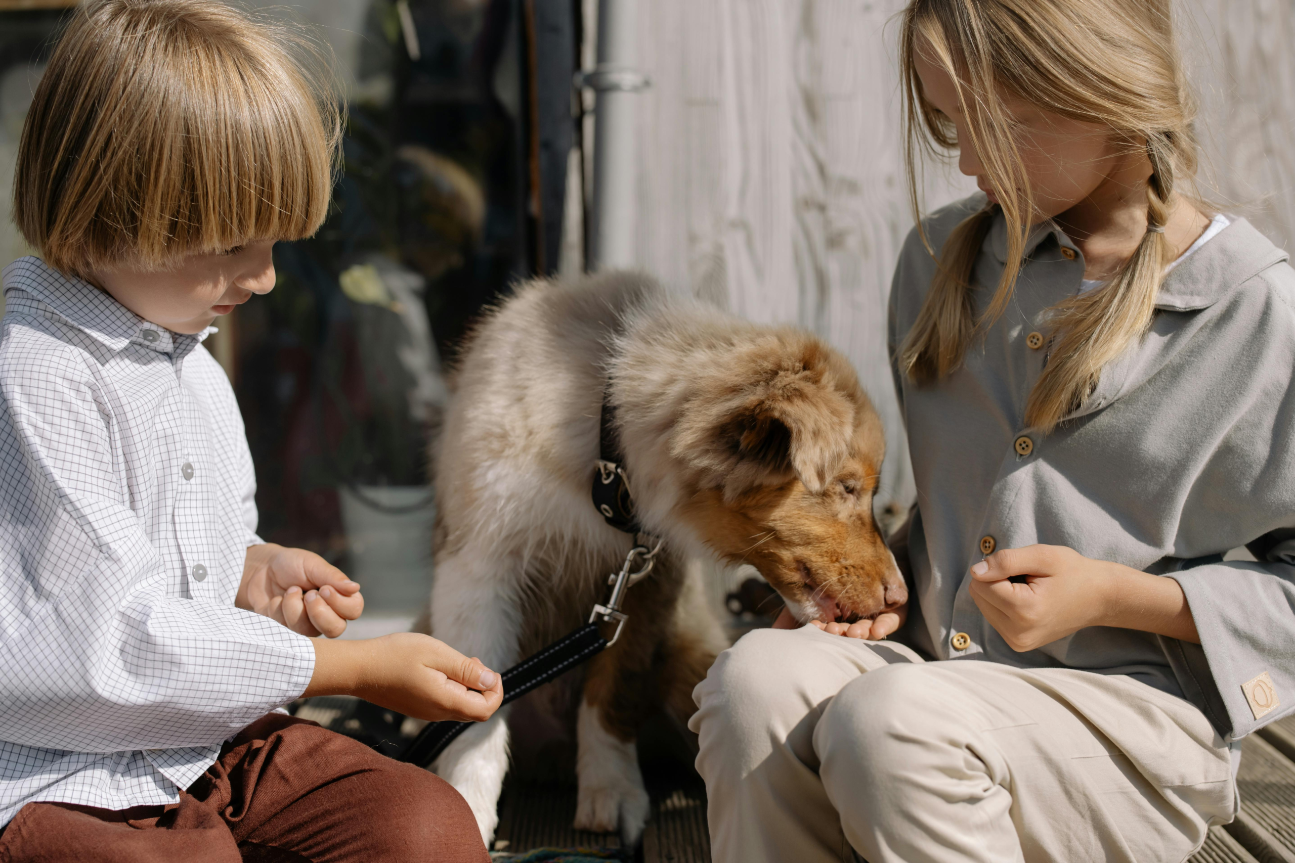 australian shepherd playing with children