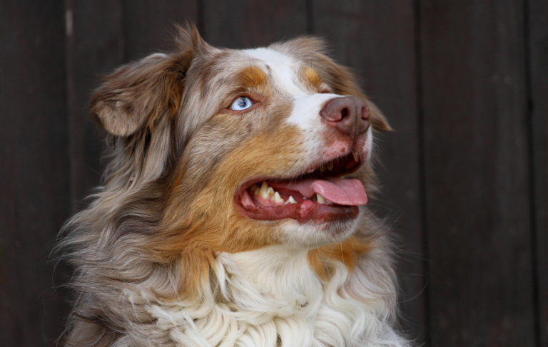 Australian Shepherd herding sheep showing working dog origin