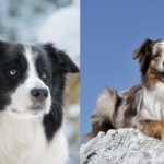 Australian Shepherd and Border Collie standing side by side comparison