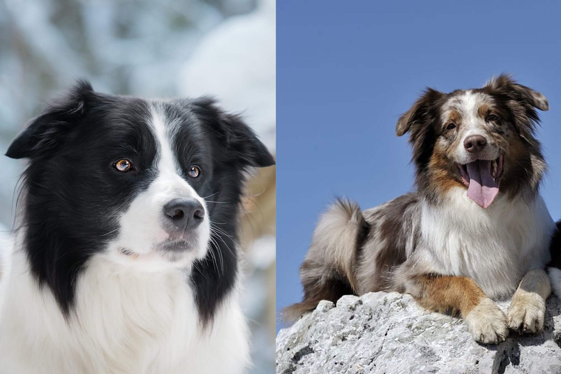 Australian Shepherd and Border Collie standing side by side comparison