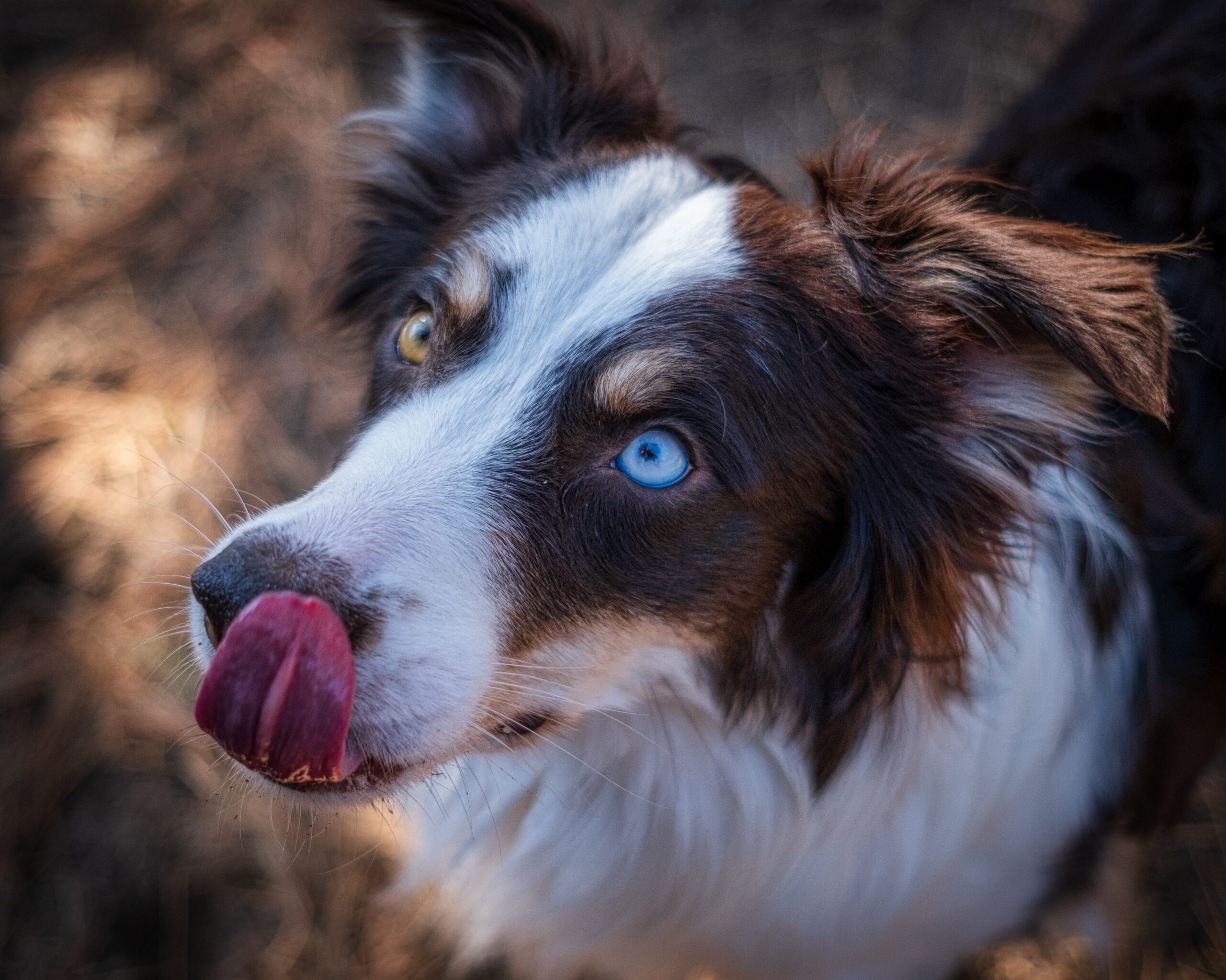 Australian Shepherd with one blue eye and one brown eye