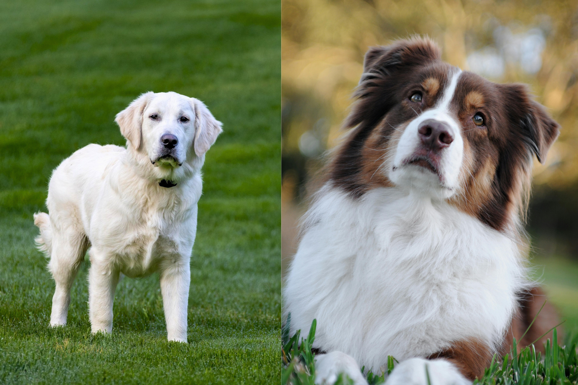 Australian Shepherd vs Golden Retriever: A Comparison Guide for New Dog Owners